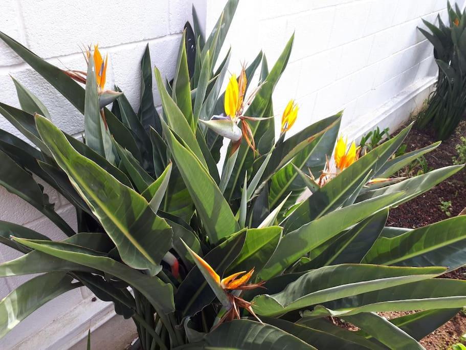 Apartamento Tranquilo En Una Casa Con Jardin 拉拉古纳 外观 照片